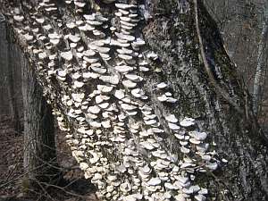 Fungus on Tree