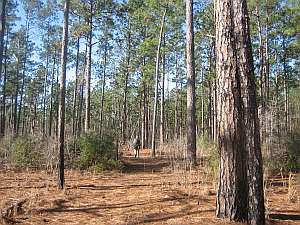 Big Thicket Sandhill