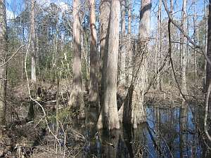 Big Thicket Cypress