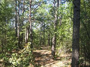 CNT trail through forest