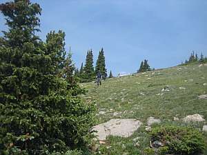 Comanche On Crown Nose.