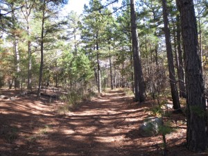 a wide trail covered in pine needles and leaves.