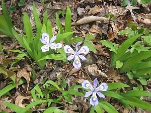 OHT Dwarf Crested Iris