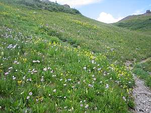 South San Juan Flowers on hillside.